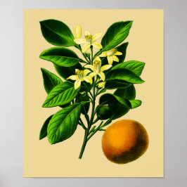 Vintage Svart Orange Botaniskt utskrift Poster