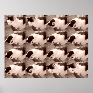 Vintage Svartvit katt Poster