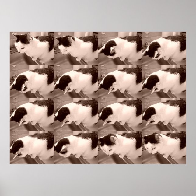 Vintage Svartvit katt Poster (Framsidan)