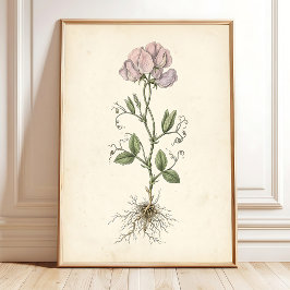 Vintage Sweet Pea Galleri Vägg Canvastryck Poster