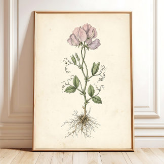 Vintage Sweet Pea Galleri Vägg Canvastryck Poster