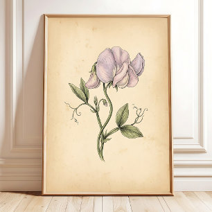 Vintage Sweetpea Blomma Inramad Väggkonst
