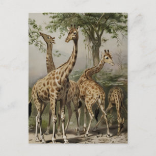 Vintage Sydafrika Giraffes Vykort