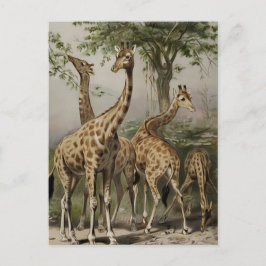 Vintage Sydafrika Giraffes Vykort