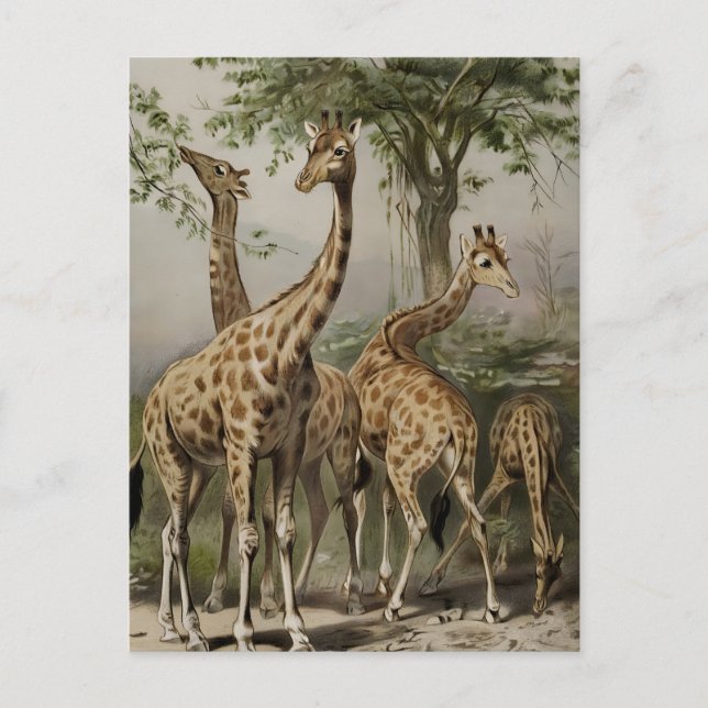 Vintage Sydafrika Giraffes Vykort (Framsida)