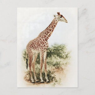 Vintage Sydafrikanska Giraffe Meadow Vykort