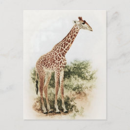 Vintage Sydafrikanska Giraffe Meadow Vykort