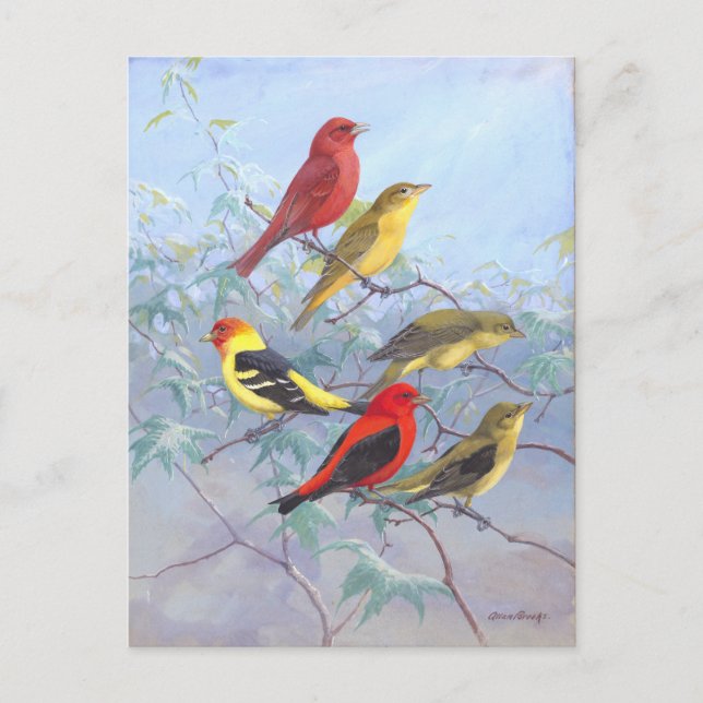 Vintage Tanager Vykort (Framsida)