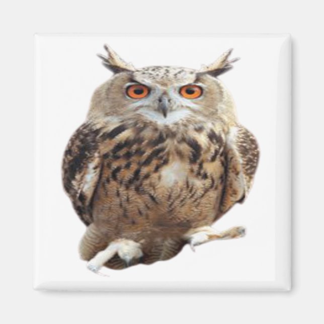 Vintage Tawny Uggla med Klo Art Magnet (Framsidan)