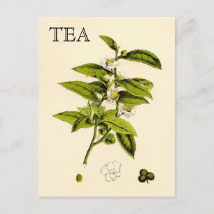 Vintage Tea Plant Vykort