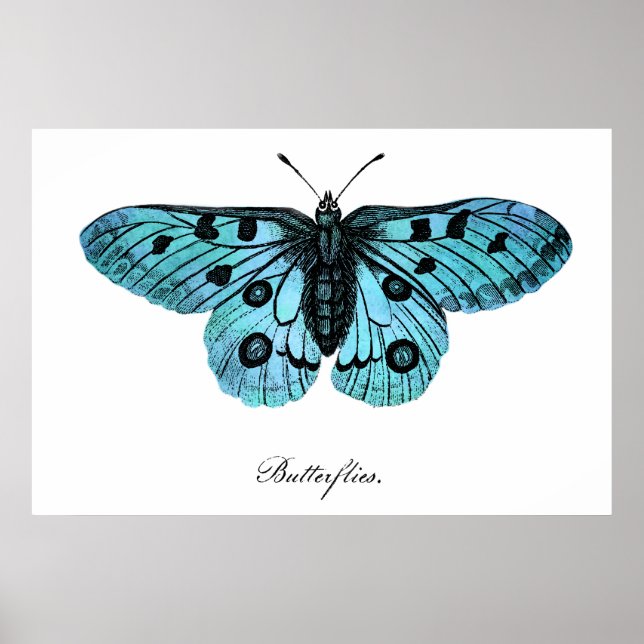 Vintage Teal Blue Butterfly Illustration - 1 800-t Poster (Framsidan)