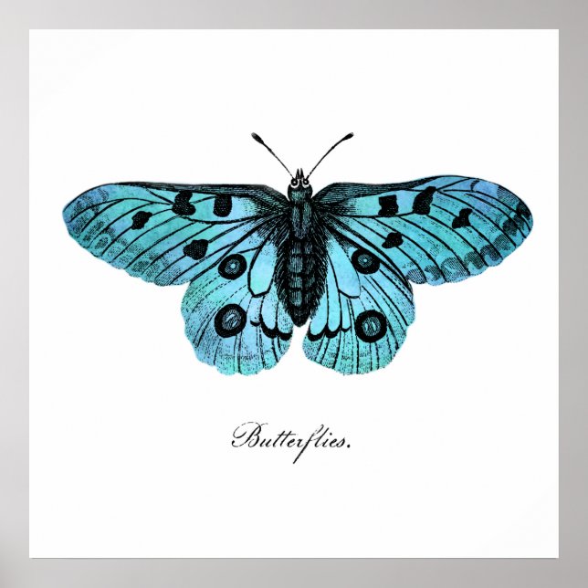 Vintage Teal Blue Butterfly Teckning - Butterflies Poster (Framsidan)