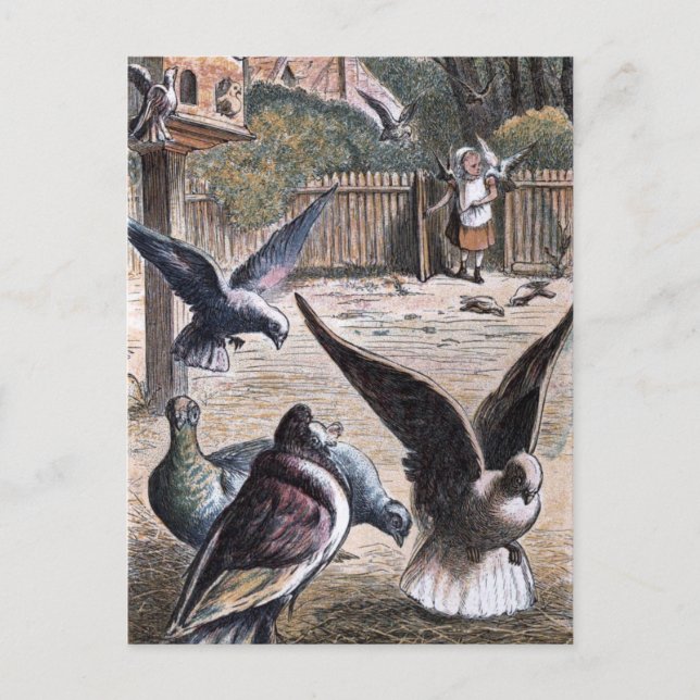 Vintage Teckning: Carrier Pidgeons Vykort (Framsida)