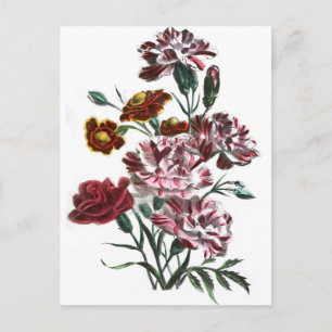 Vintage Teckning: Flamländska Rosa Flowers Vykort