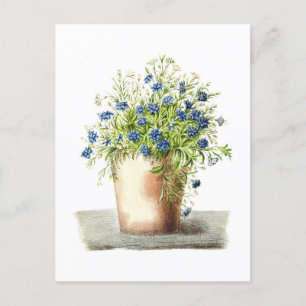 Vintage Teckning i Garden Lobelia Vykort