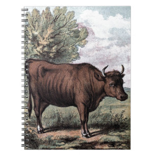 Vintage Teckning: Röda Heifer Anteckningsbok