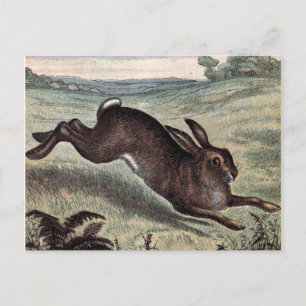 Vintage Teckning: Running Hare i Fält Vykort