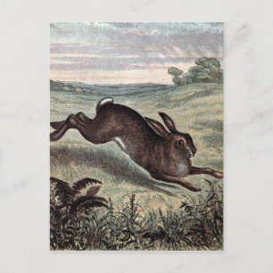 Vintage Teckning: Running Hare i Fält Vykort