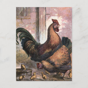 Vintage Teckning: Tupp och Hen Vykort