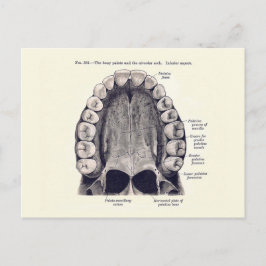 Vintage Teth och Palate Diagram Vykort