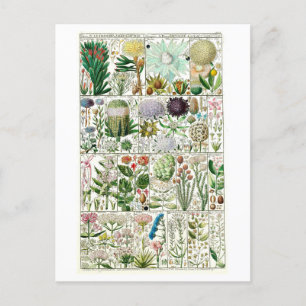 Vintage Tetrandia Blommigt Botanical Chart Vykort