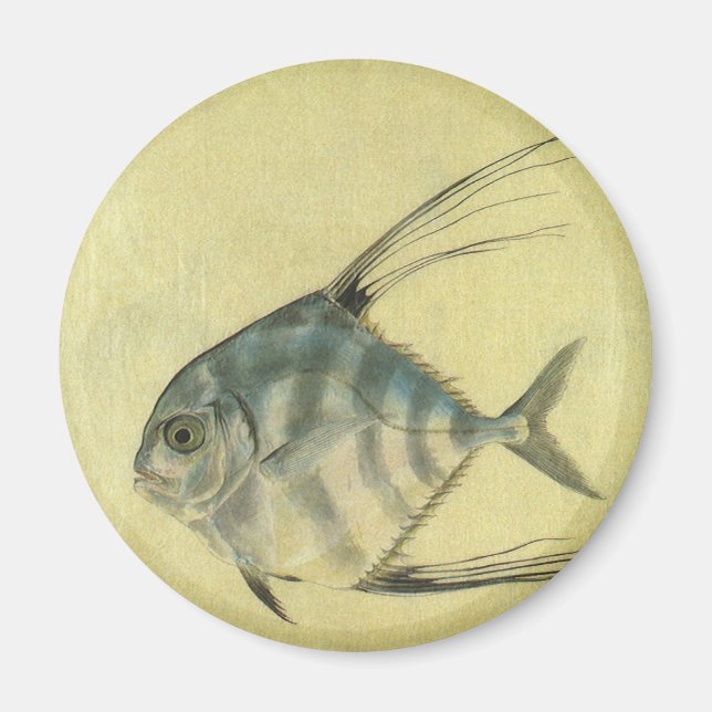 Vintage Threadfin Trevally, African Pompano Fish Magnet (Framsidan)
