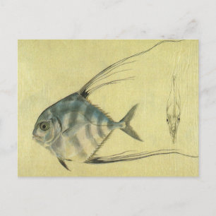 Vintage Threadfin Trevally, African Pompano Fish Vykort