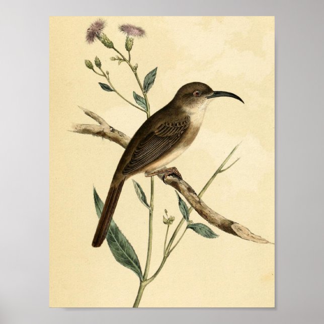 Vintage Thush Bird Poster (Framsidan)