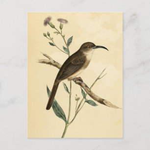 Vintage Thush Bird Vykort