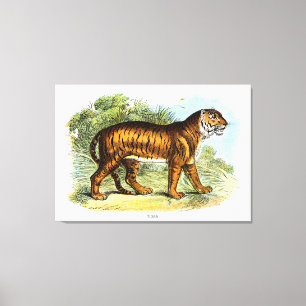 Vintage Tiger Animal Illustration Canvastryck