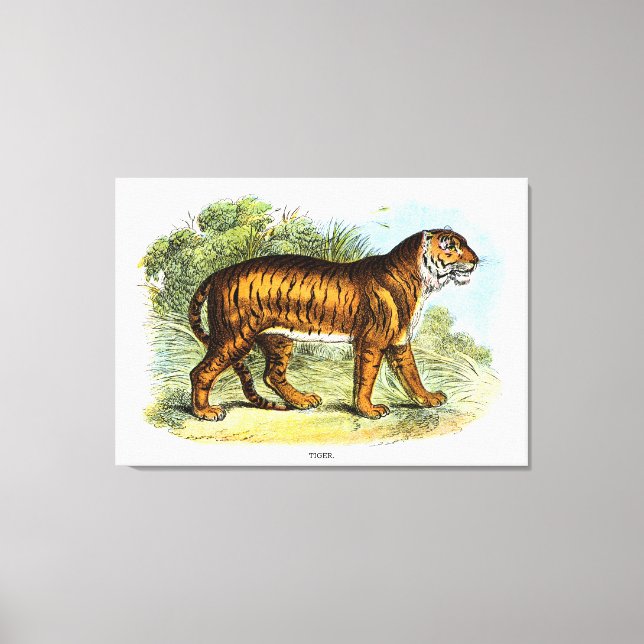 Vintage Tiger Animal Illustration Canvastryck (Framsida)