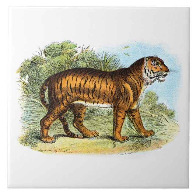 Vintage Tiger Animal Illustration Kakelplatta (Framsidan)