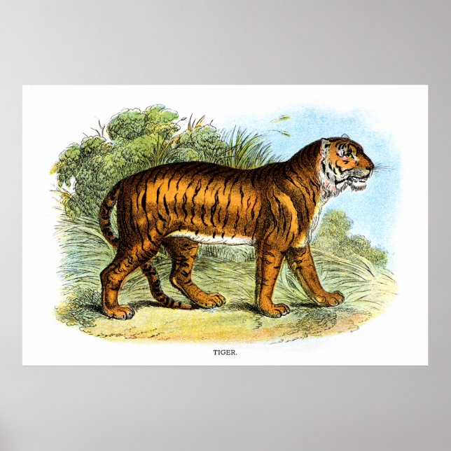 Vintage Tiger Animal Illustration Poster (Framsidan)