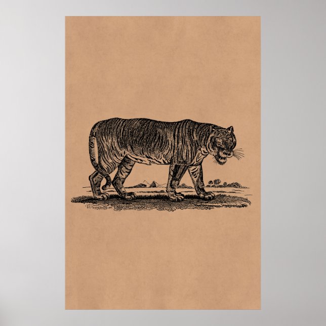 Vintage Tiger Illustration - 1800's Tigers African Poster (Framsidan)