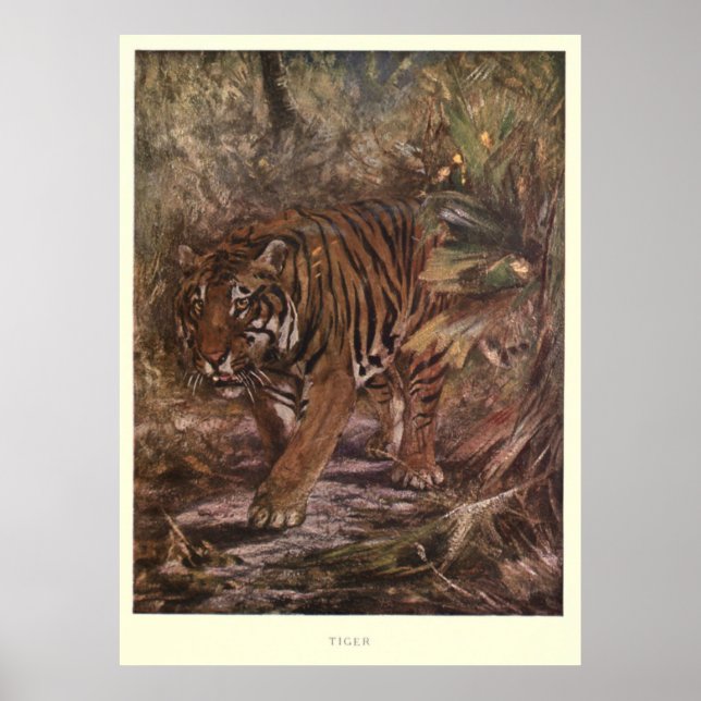 Vintage Tiger Painting (1909) Poster (Framsidan)