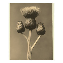 Vintage tistelkonstverk perfect poster