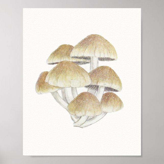 Vintage Toadstool Mushroom Fungus Fungi Poster (Framsidan)