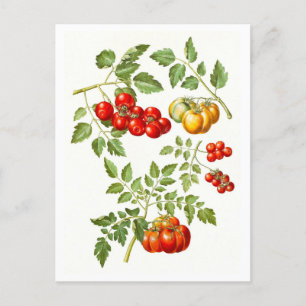 Vintage Tomato Botanical Illustration Vykort