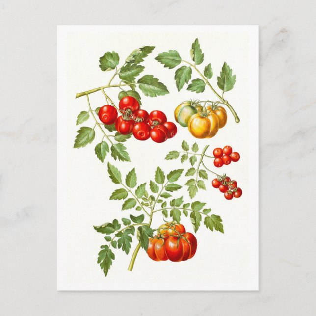 Vintage Tomato Botanical Illustration Vykort (Framsida)