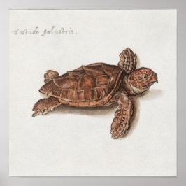Vintage Tortoise Illustration Poster
