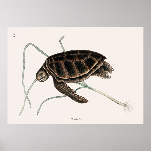 Vintage Tortoise Illustration Poster (Framsidan)