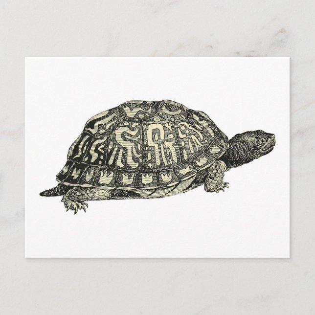Vintage Tortoise Illustration Vykort (Framsida)