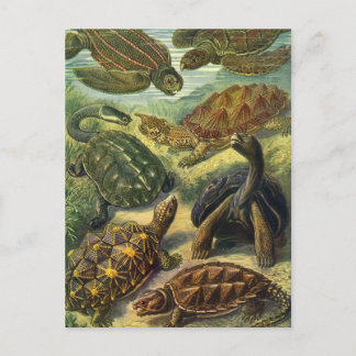 Vintage Tortoises and Sea Turtles by Ernst Haeckel Vykort