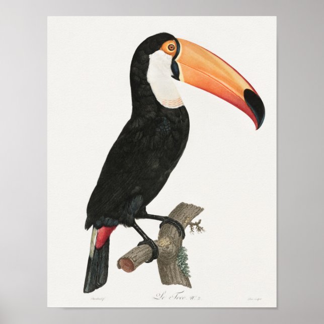 Vintage Toucan Illustration Poster (Framsidan)