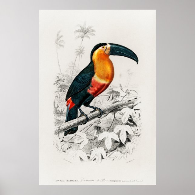 Vintage Toucan Illustration Poster (Framsidan)