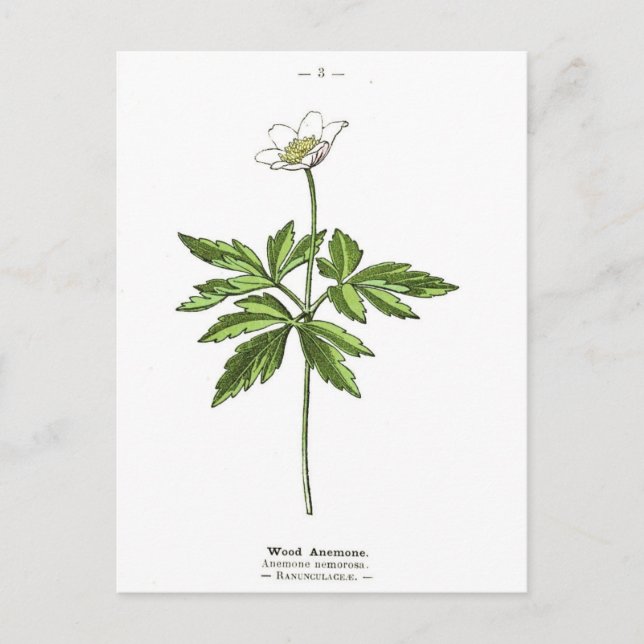 Vintage Trä Anemone Botanical Print Vykort (Framsida)