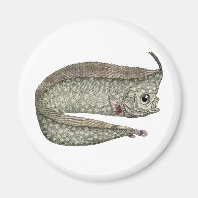 Vintage Träbevuxen fisk, marin vattenlevande liv Magnet (Framsidan)
