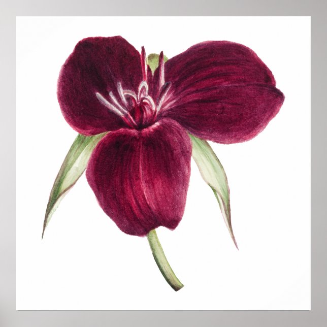 Vintage Trelliumblooming illustration av söttrilli Poster (Framsidan)