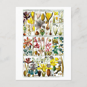 Vintage Triandria Blommigt Botanical Chart Vykort
