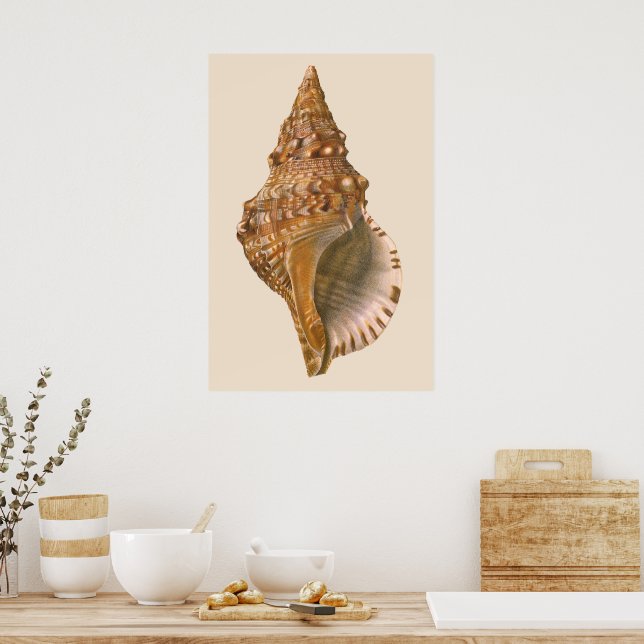 Vintage Triton Seashell Snäcka, Marine Ocean Anima Poster (Kök)